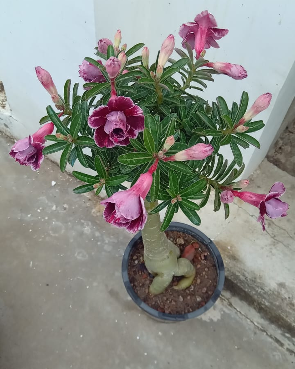 Muringa Plant